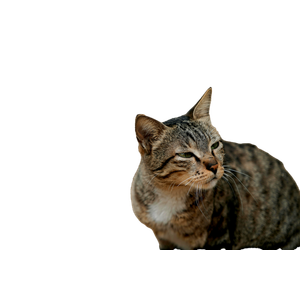 Detailed Photo Of A Gray Tabby Cat In A Natural Setting, Showcasing Its Distinct Features. 14373 - Cat PNG image with transparent background